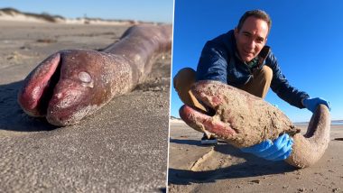 Rare 4-Foot-Long American Eel Washes Up on Texas Beach! Internet Says 'Truly Great Find'; Watch Viral Video 